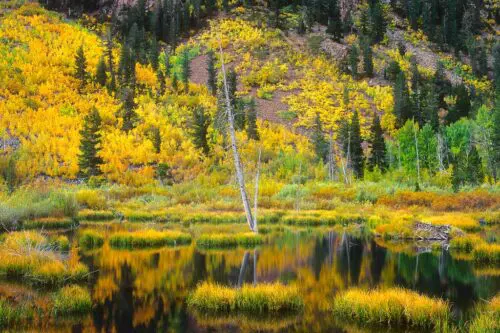 Fall, Lundy Canyon