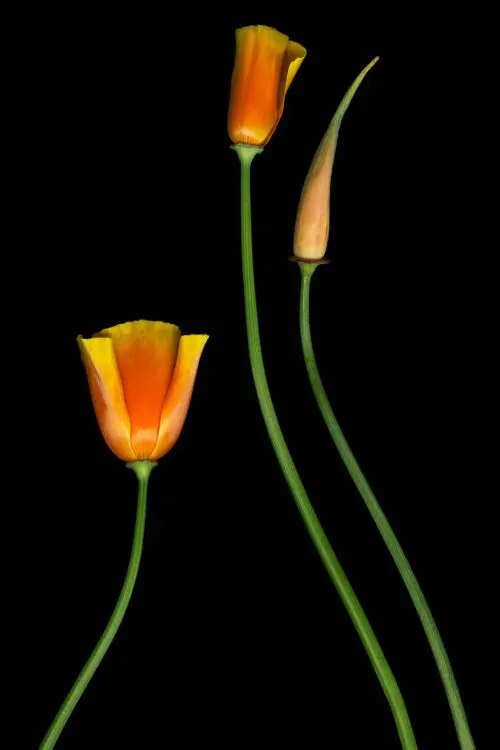 Poppies
