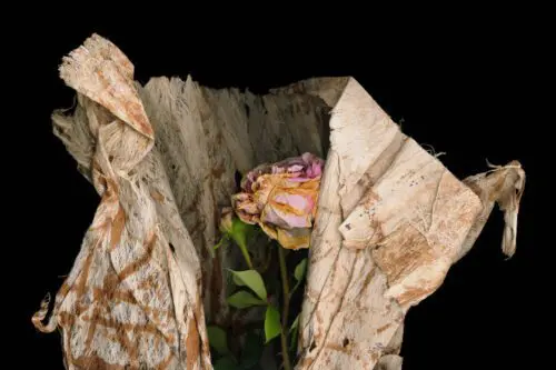 Shrouded Rose