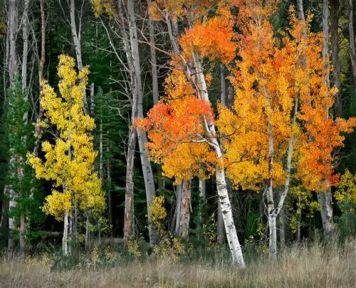 Aspens, Meadow
