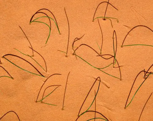 Desert Grass Abstract