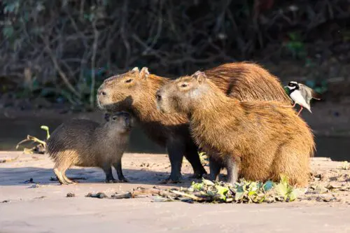 Capybara Family