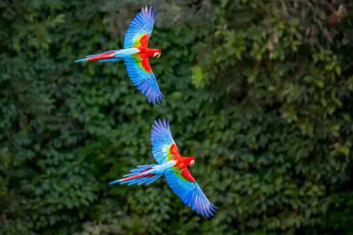 Flying Macaws