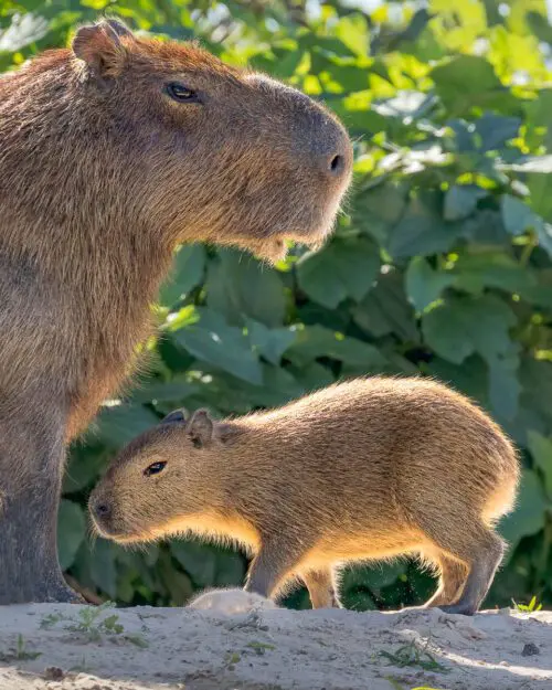 Capybara and Baby
