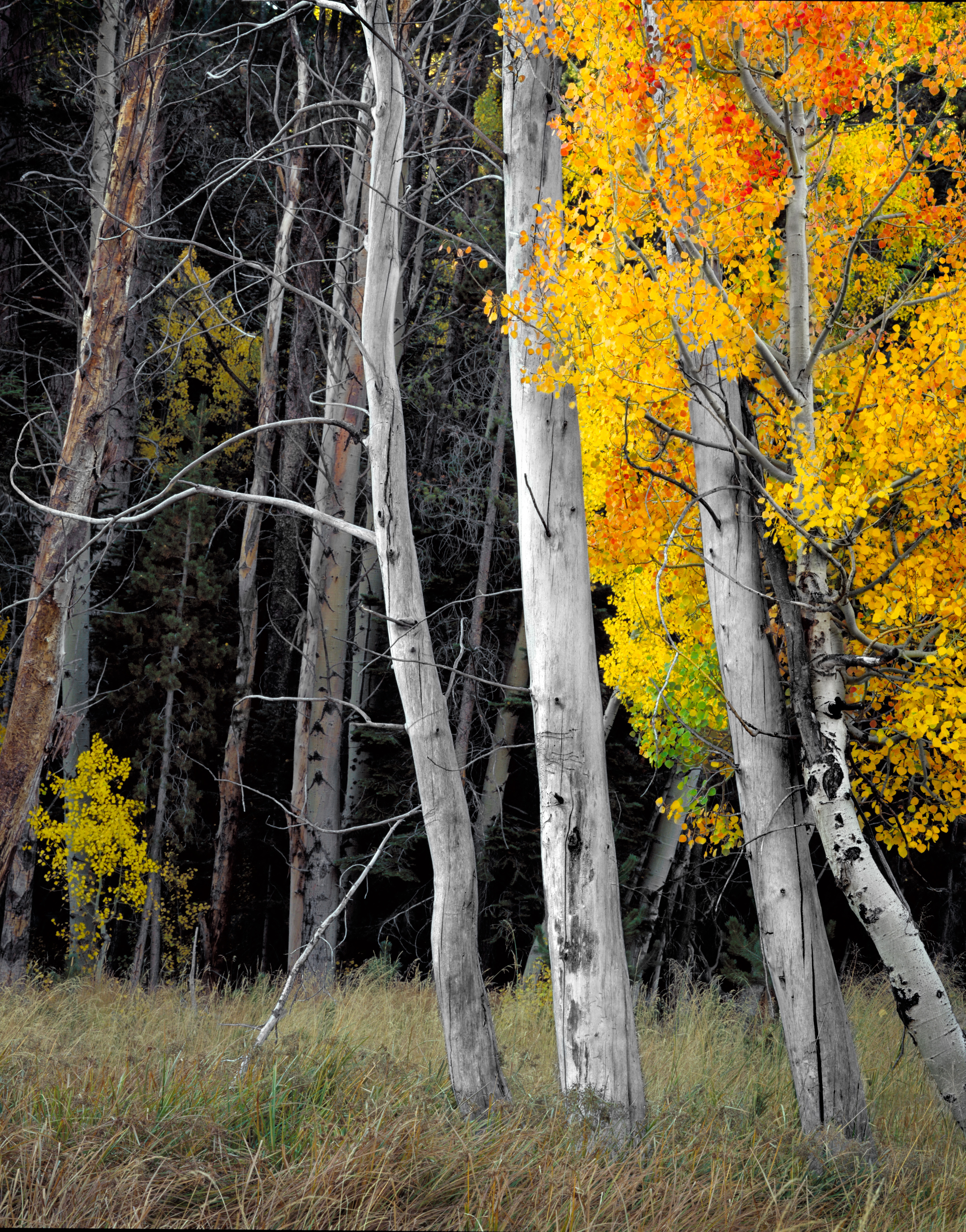 Aspen Trio