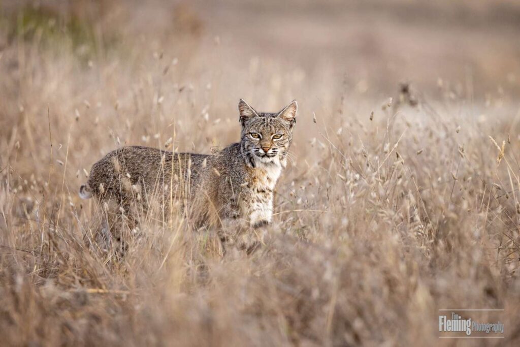 Bobcat