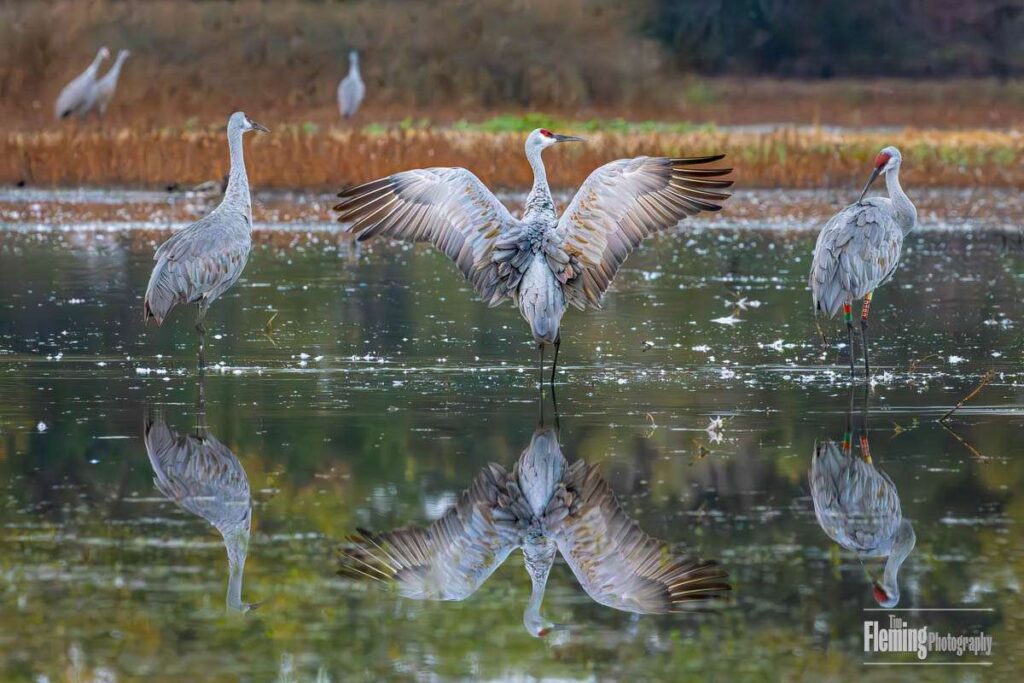 Sandhill cranes