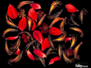 Phormium, Scanner Art, flowers, black background, beauty, red, purple, floral, botanical, design, graphic, decoration, nature