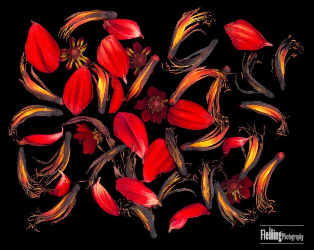 Phormium 2