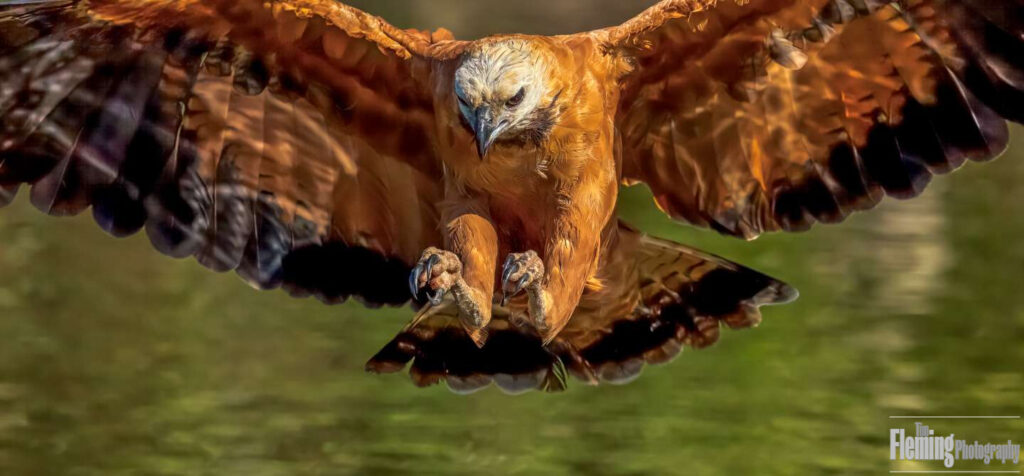 Black-collared Hawk