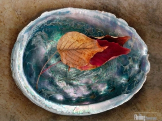 Abalone, Scanner Art, flowers, black background, beauty, red, purple, floral, botanical, design, graphic, decoration, nature