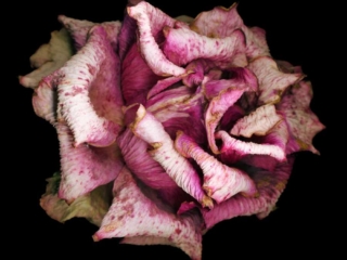 Fading Rose, Scanner Art, flowers, black background, beauty, red, purple, floral, botanical, design, graphic, decoration, nature