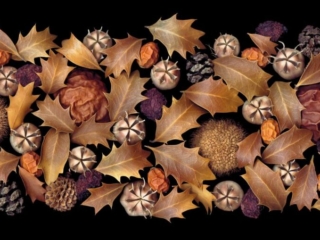 Lanterns, Scanner Art, flowers, black background, beauty, red, purple, floral, botanical, design, graphic, decoration, nature