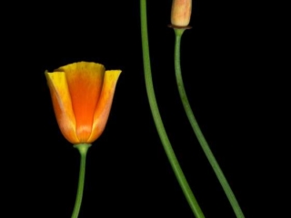 Poppies, Scanner Art, flowers, black background, beauty, red, purple, floral, botanical, design, graphic, decoration, nature