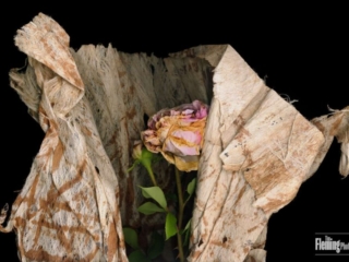 Shrouded Rose, Scanner Art, flowers, black background, beauty, red, purple, floral, botanical, design, graphic, decoration, nature