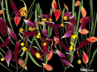 April in Paris, Scanner Art, flowers, black background, beauty, red, purple, floral, botanical, design, graphic, decoration, nature