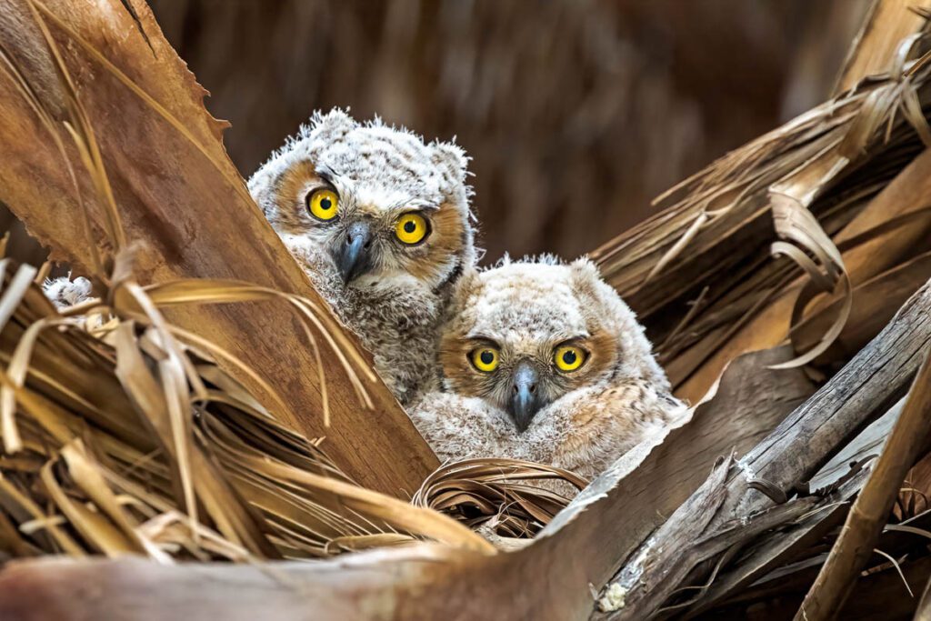 Owlets in nest peering through leaves