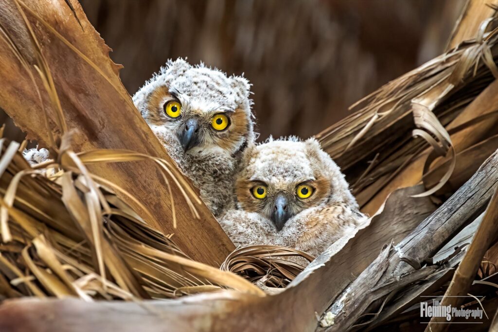 Great horned owl chicks in nest, wildlife baby, nature