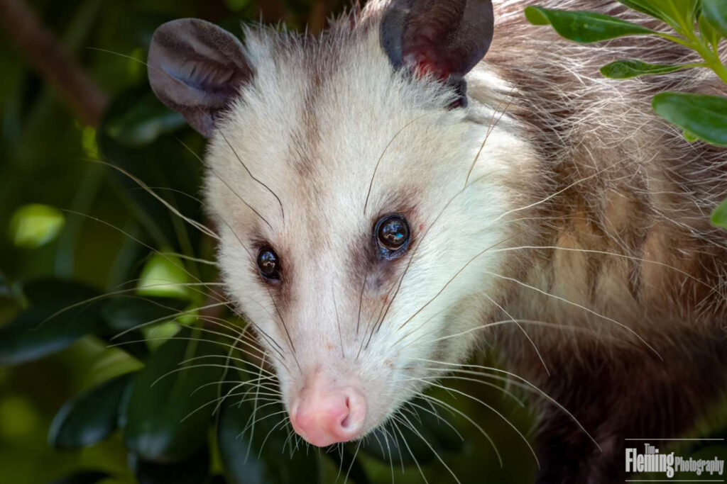Opossum, Sonoma County