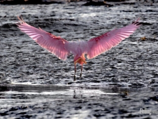 Roseate Spoonbill, Tarcoles River, Costa Rica, pink, wings, water, beautiful, wildlife photography, nature, animal, background