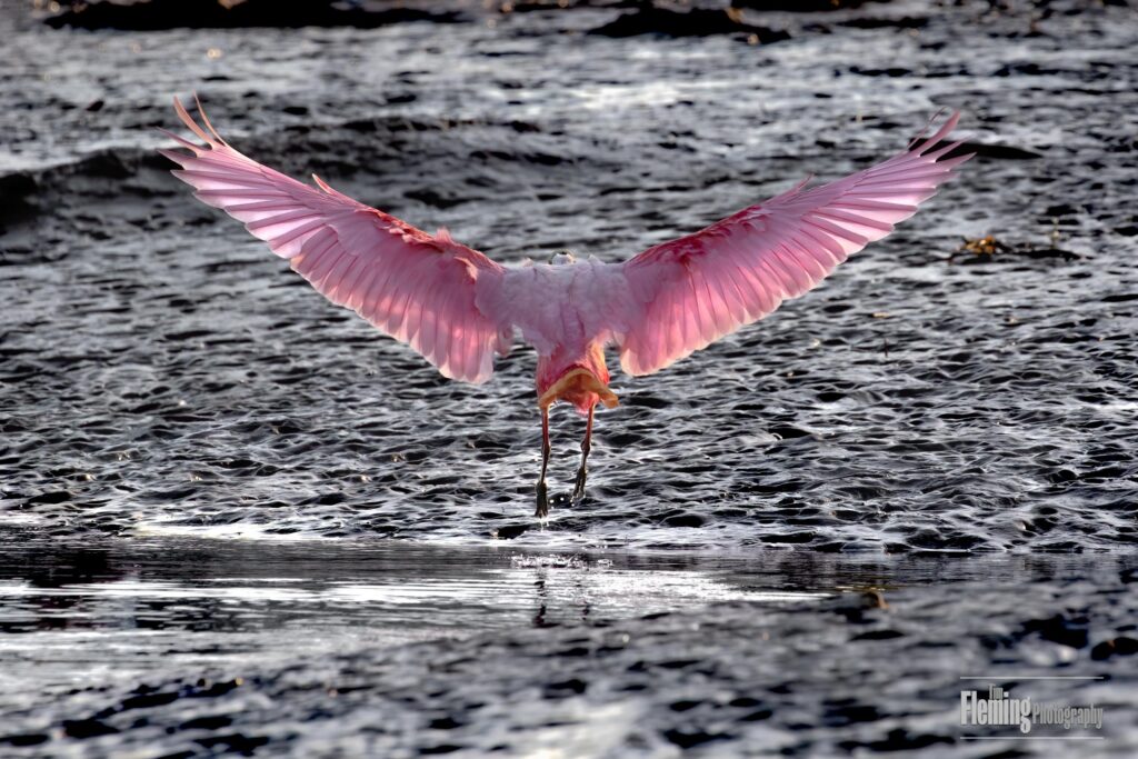 Roseate Spoonbill, Tarcoles River, Costa Rica, pink, wings, water, beautiful, wildlife photography, nature, animal, background