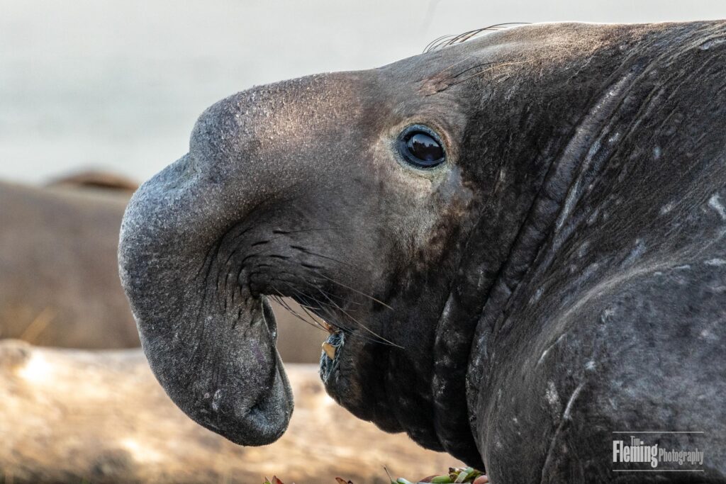 Close-up of bull (male) Elephant seal in Drake&#039;s Bay, part of the Point Reyes National Seashore in California. Males are distinguished by their large proboscis (nose).