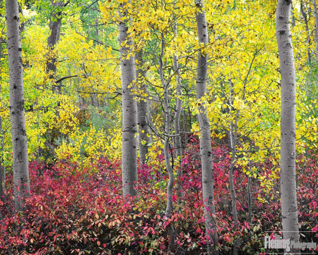 Aspen Grove