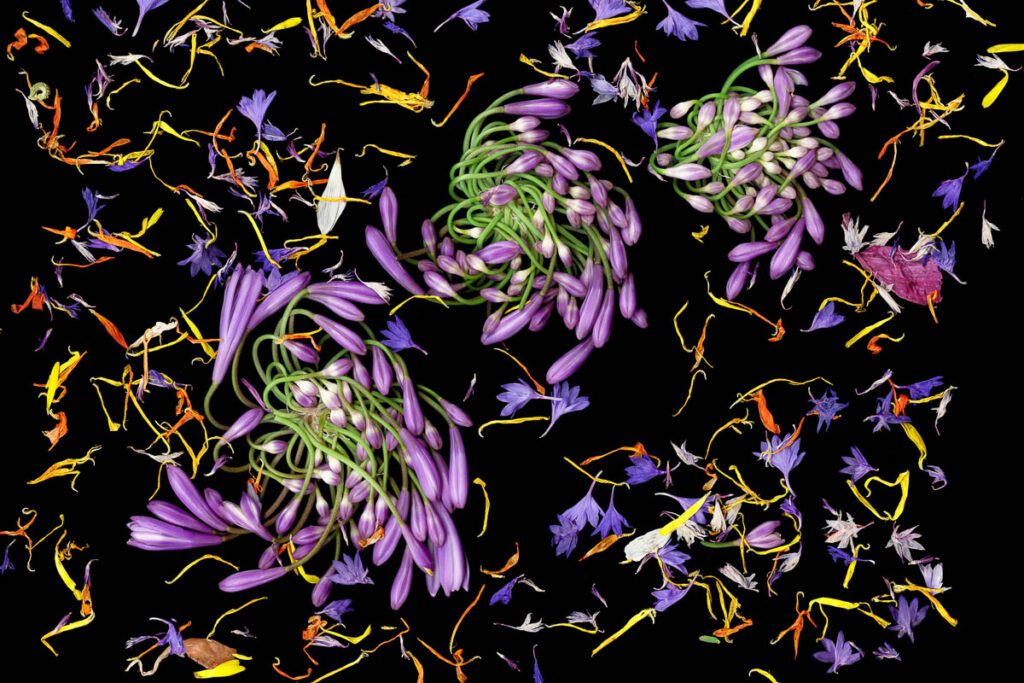 Agapanthus 2 A dark background highlighting purple Agapanthus flower buds on green stems, surrounded by scattered petals of purple, yellow, and orange.