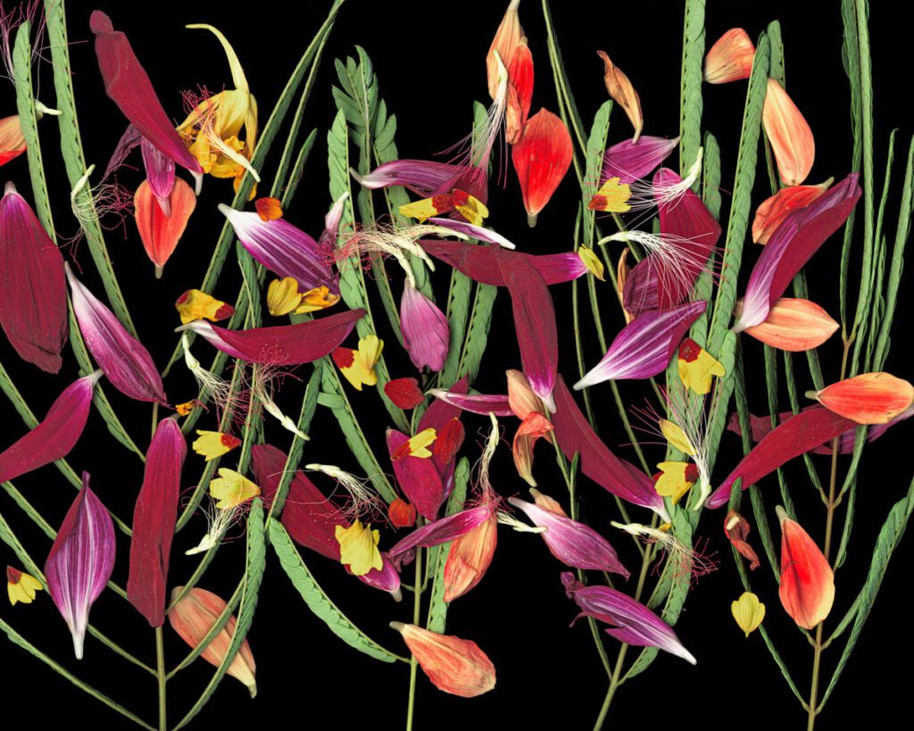 April in Paris Pressed botanical art with vibrant red, purple, and yellow petals interspersed with green leaves on a black background.
