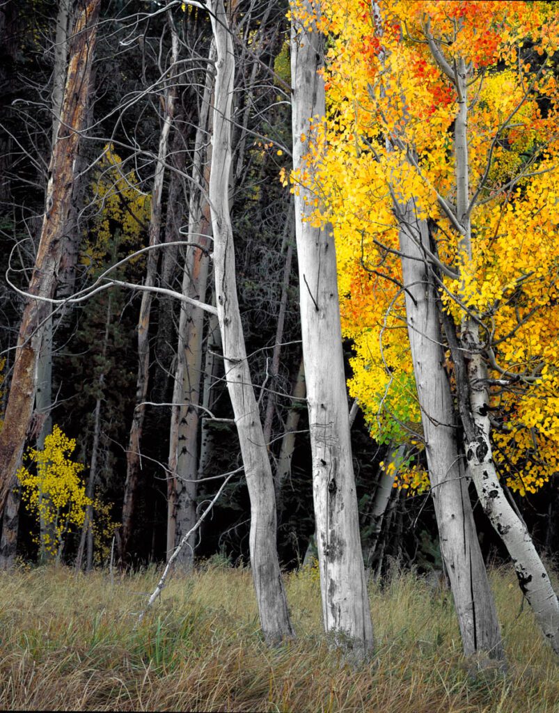 Three aspen trees with bright yellow and orange fall foliage stand in a field of dry grass, against a muted forest background.