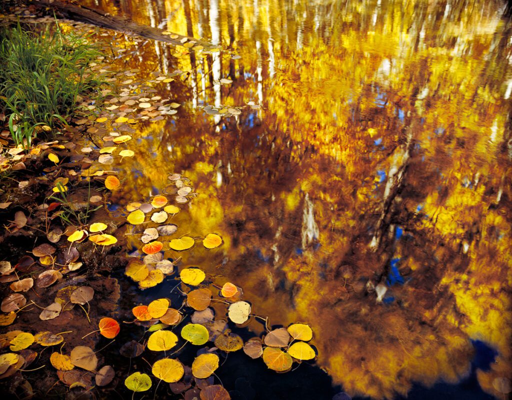 Golden aspen leaves float on still water, reflecting vibrant autumn trees and blue sky. Scenic fall foliage, nature landscape.