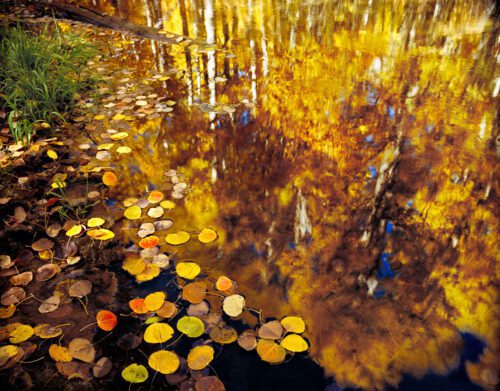 Aspen Leaves, Reflection