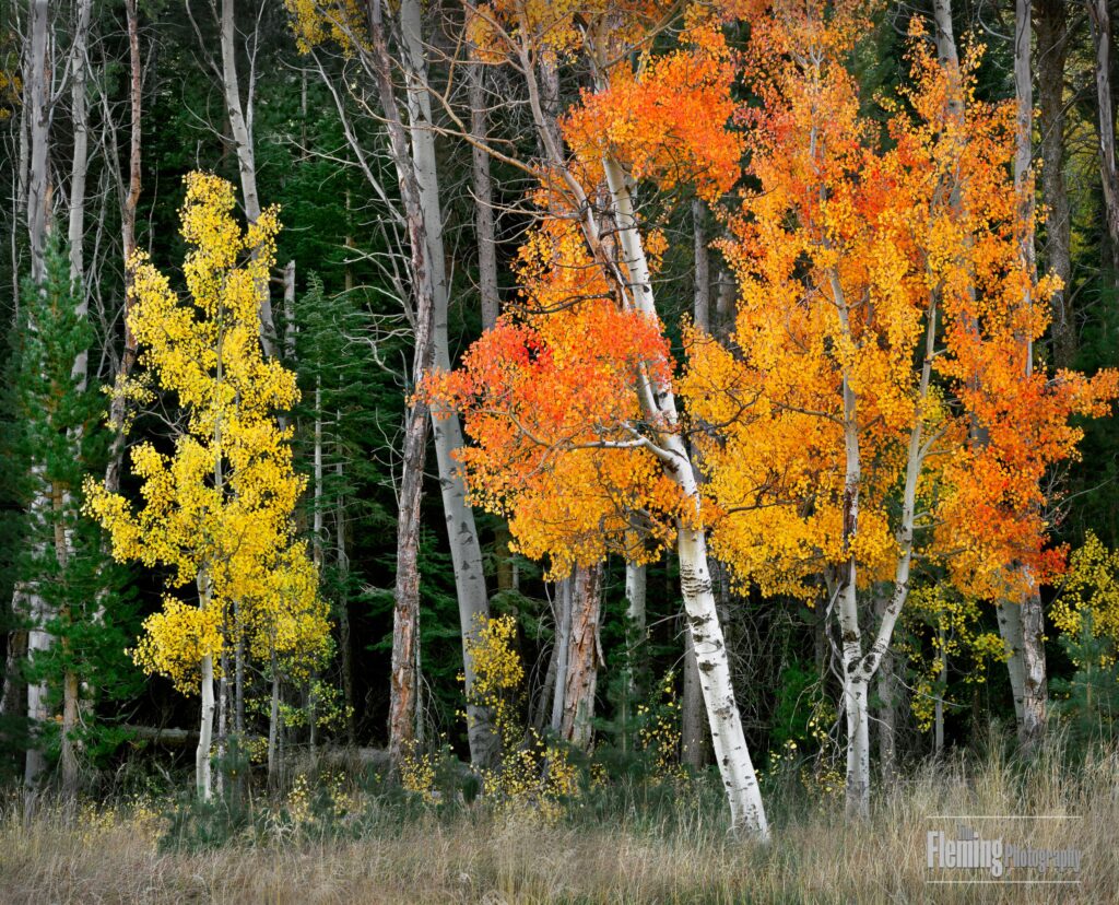 Eastern Sierras landscape