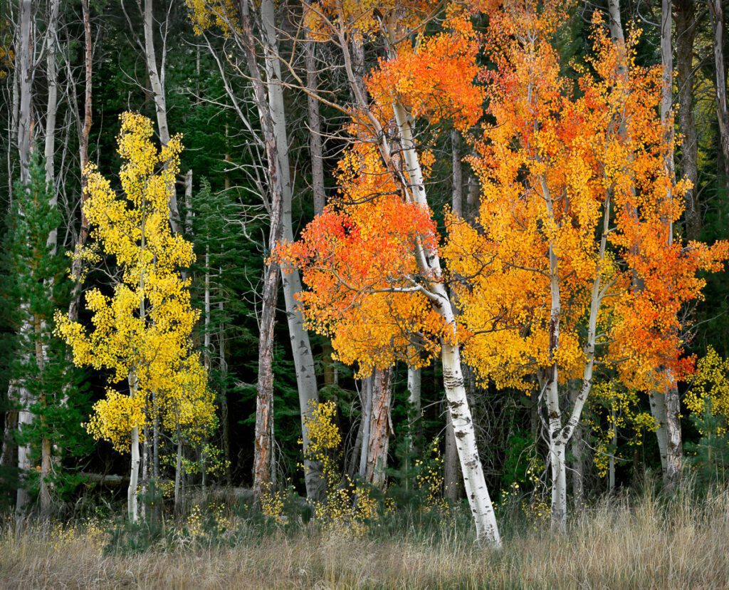 Vibrant yellow and orange aspen trees in a meadow during autumn, with tall green evergreens and other bare aspen trunks in the background.