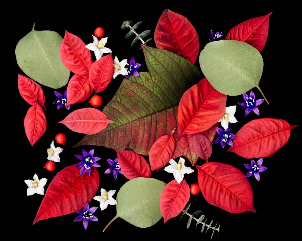 Blue Valentines Colorful arrangement of red, green, and purple leaves with small round red berries and star-shaped flowers on a black background.
