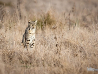 bobcat, , Pt Reyes, California, beautiful, wildlife photography, nature, animal, background, carnivore, cute, fur, mammal, outdoors, predator