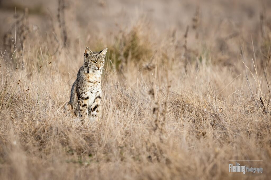bobcat, , Pt Reyes, California, beautiful, wildlife photography, nature, animal, background, carnivore, cute, fur, mammal, outdoors, predator