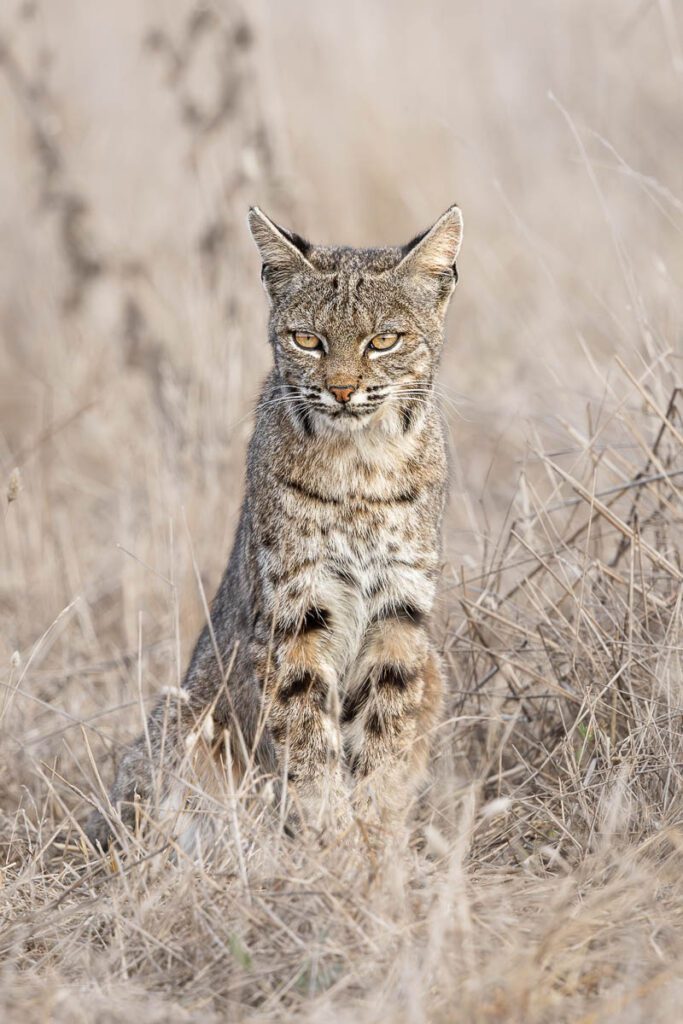 Bobcat sitting in tall dried grass