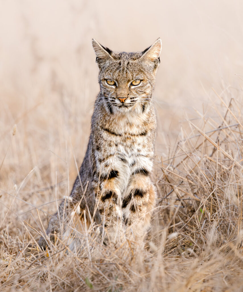 Pt Reyes, California, bobcat, beautiful, wildlife photography, nature, animal, background, carnivore, cute, fur, mammal, outdoors, predator