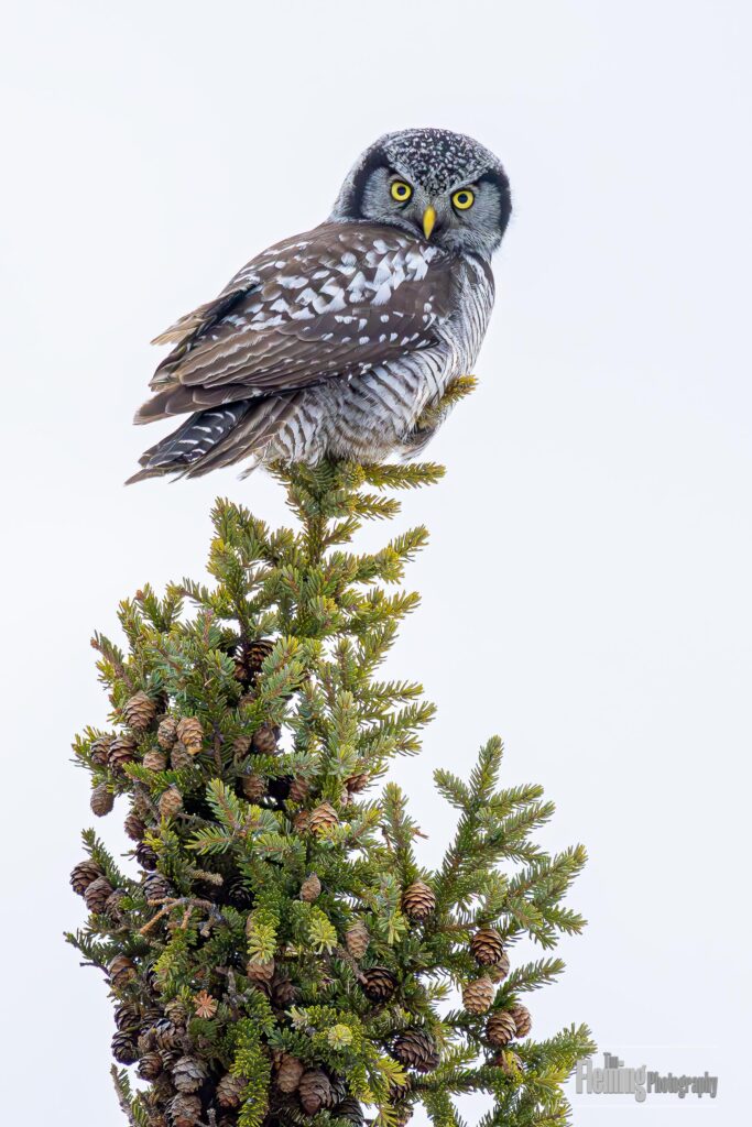 Northern Hawk Owl in Saskatchewan, Canada. A bird of the boreal forest, this raptor is staring at the camera.