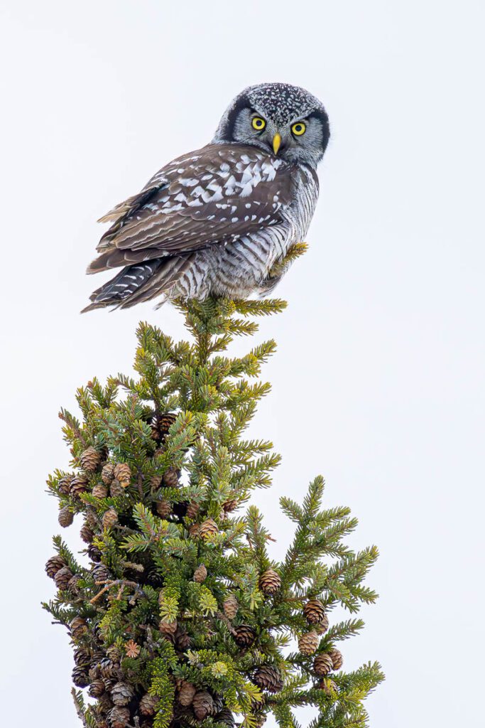 Owl in tree looking at camera