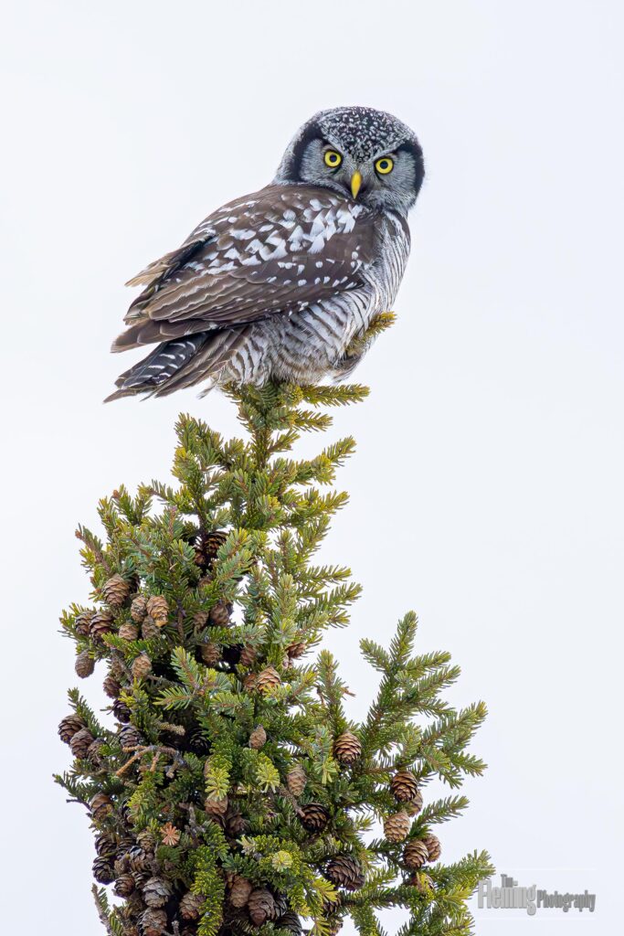 Northern Hawk Owl  (Surnia ulula) in the boreal forest of Saskatchewan, Canada. Northern Hawk Owls are uncommon and not well-studied.