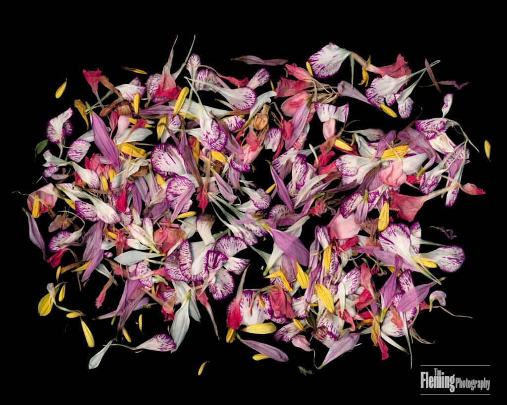 Carnations