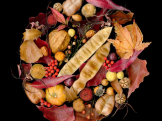 Circles, Scanner Art, flowers, black background, beauty, red, purple, floral, botanical, design, graphic, decoration, nature