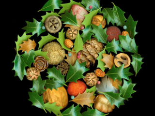 Circle, Scanner Art, flowers, black background, beauty, red, purple, floral, botanical, design, graphic, decoration, nature