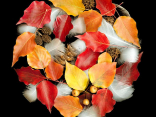 Circles, Scanner Art, flowers, black background, beauty, red, purple, floral, botanical, design, graphic, decoration, nature