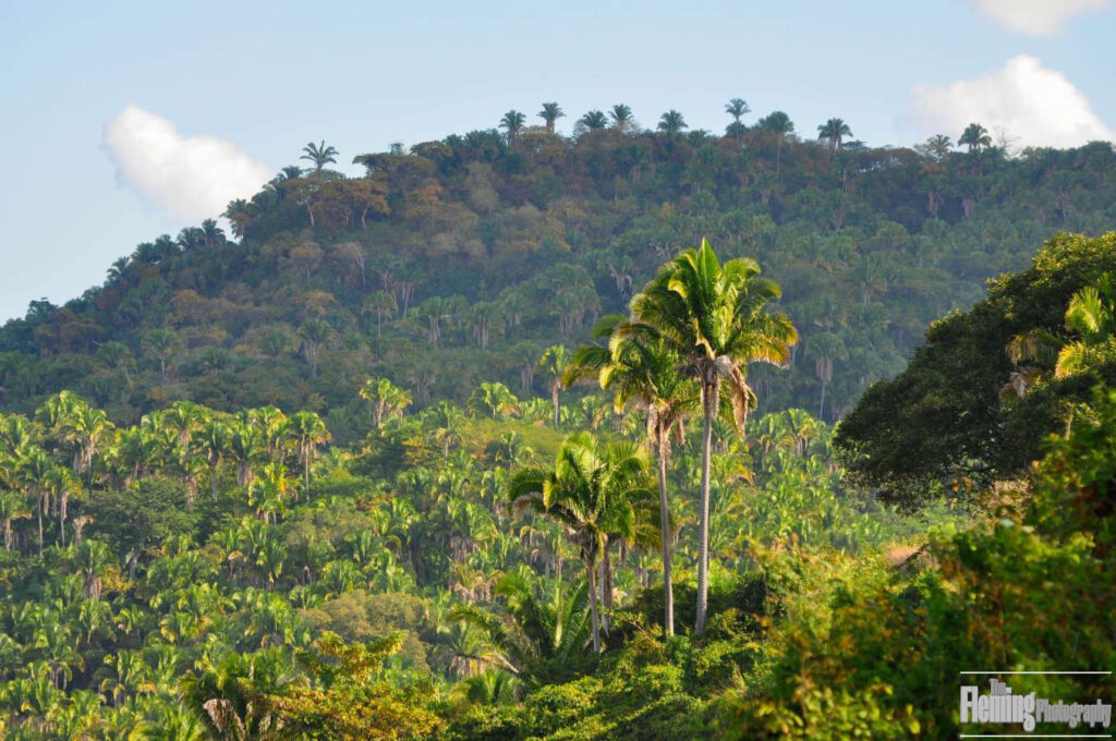 Jungle forest, nature landscape, beautiful tropical environment
