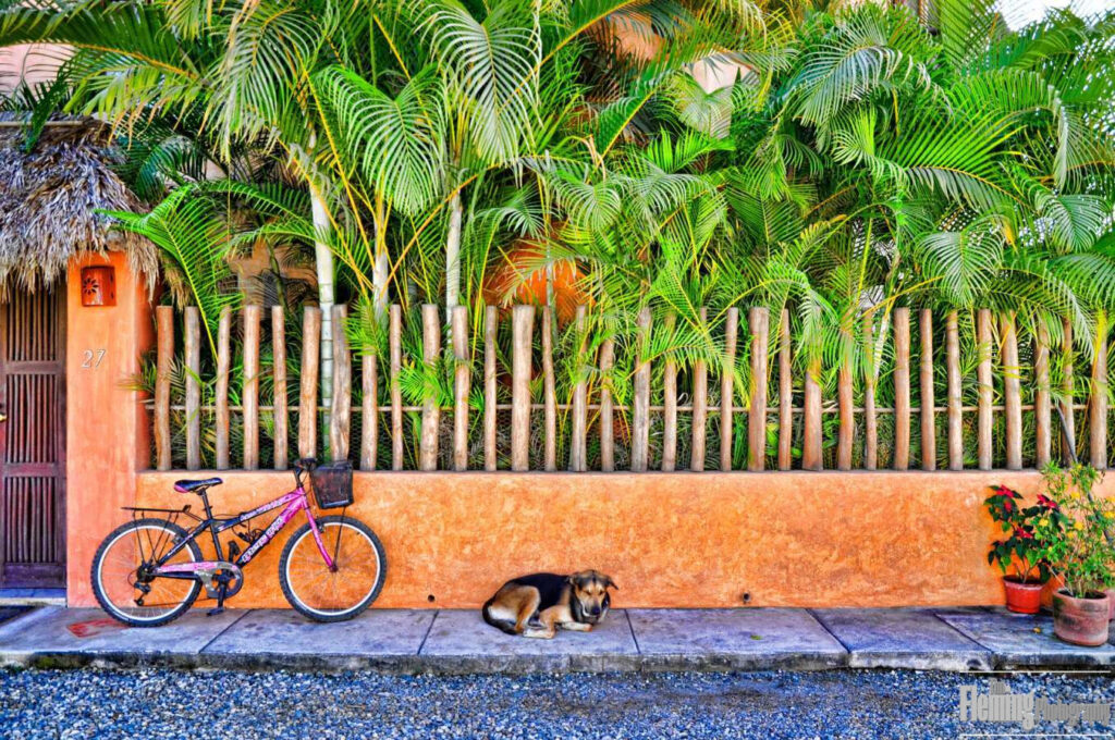 Dog sleeping on sidewalk in  Mexico next to bicycle.
