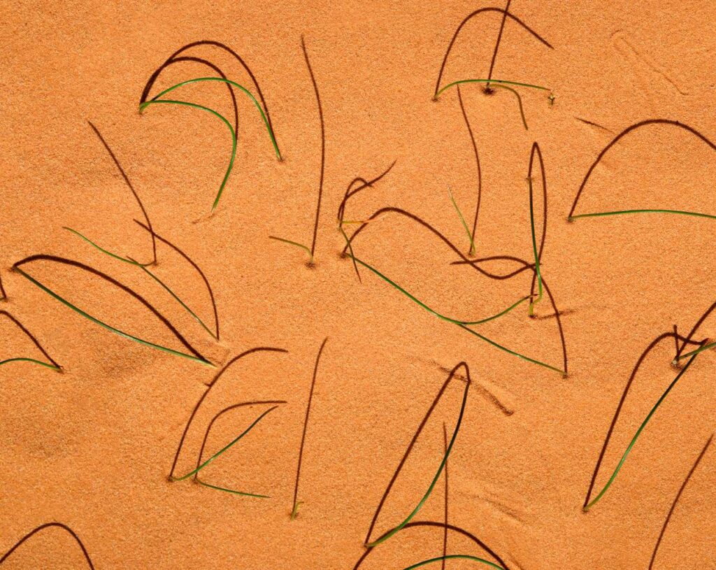 Desert Grass Abstract
