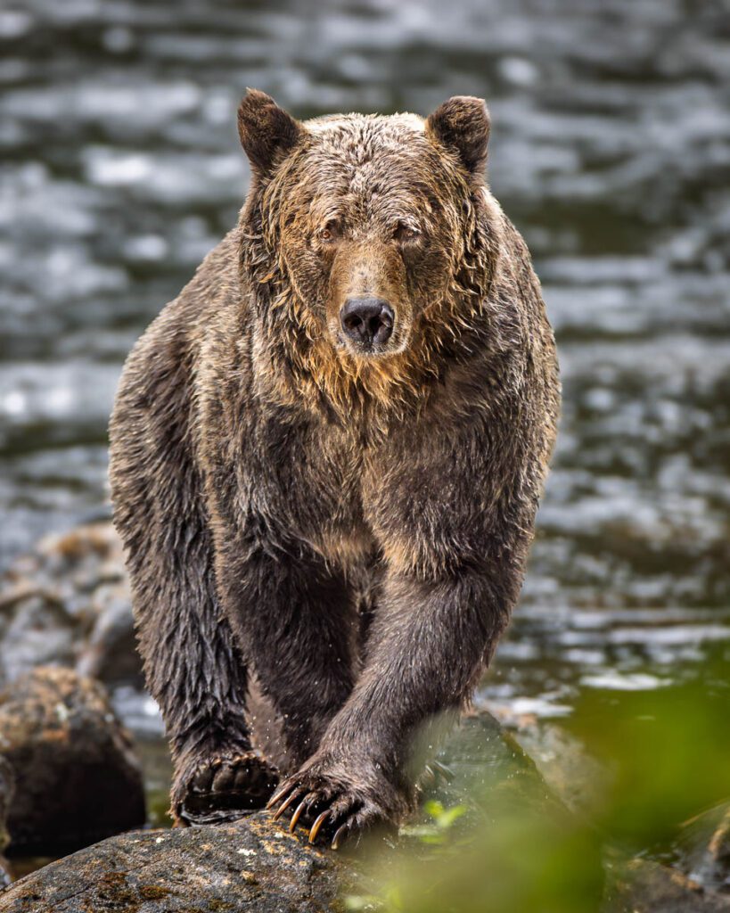 A powerful grizzly bear, wet from the river, stands on mossy rocks with sharp claws visible, looking directly at the camera.
